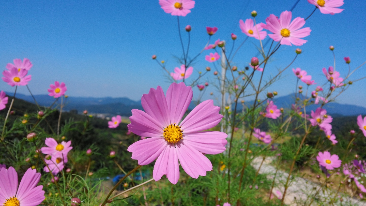 새참예수교회